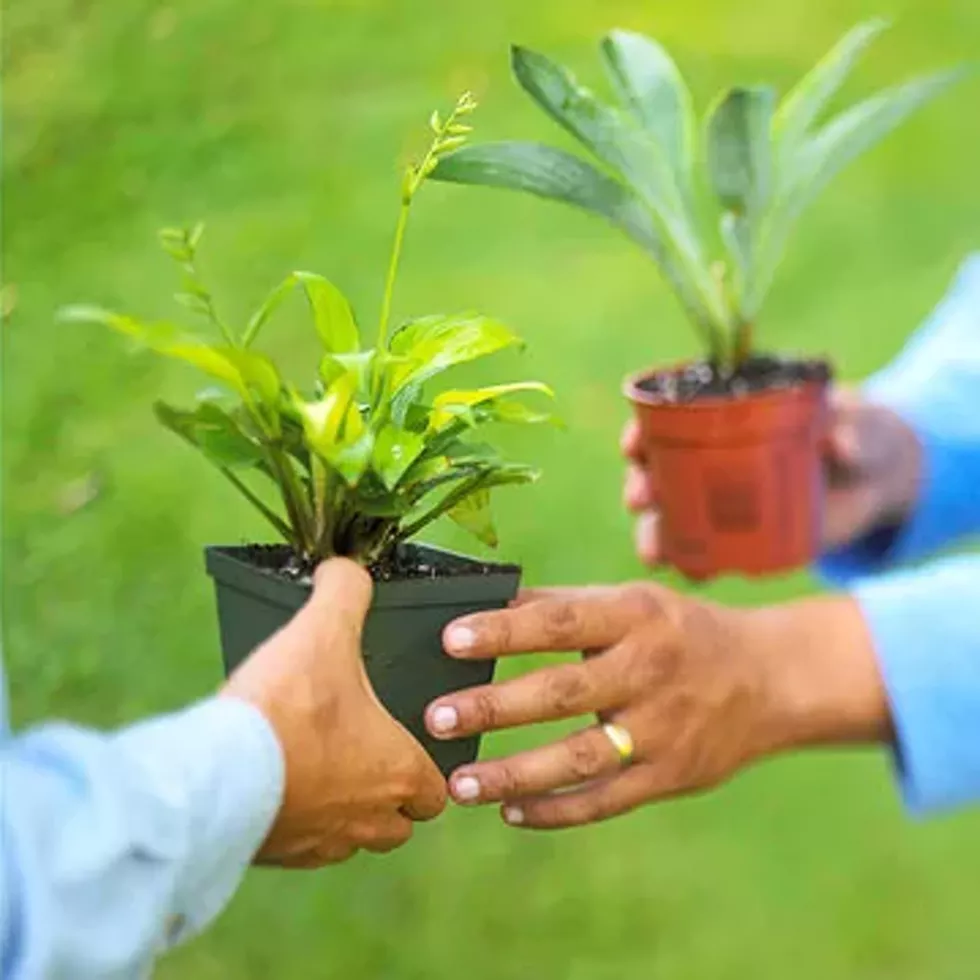 ceb6a8f3_plant_swap.webp