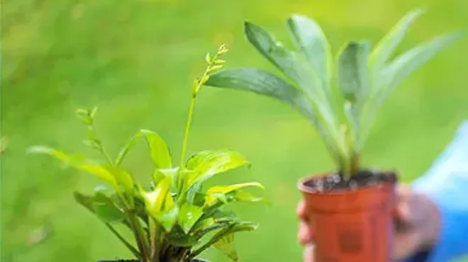 Image: 4th Annual Plant Swap