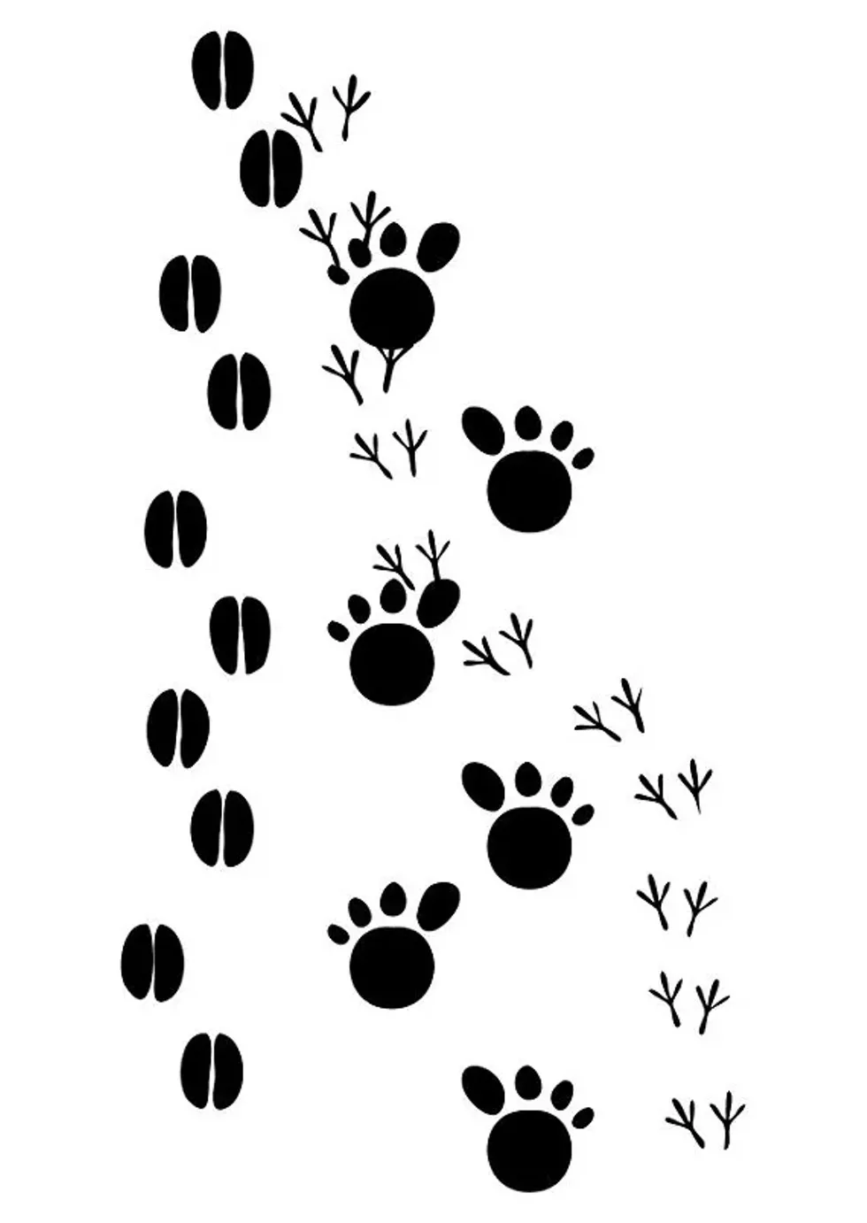 fcc6d661_animal-tracks-10360_1_.webp