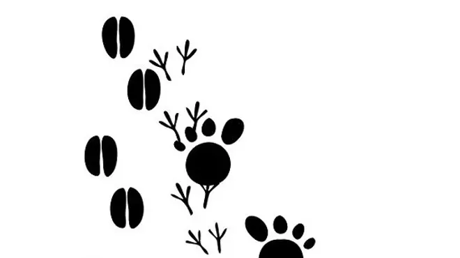 Image: Animal Tracks & Traces Snowshoe Hike