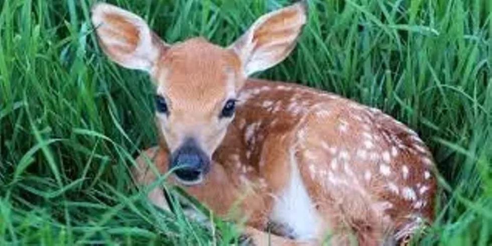 d7fb3204_wildlife.webp