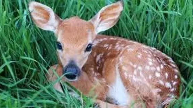 Image: Local Wildlife