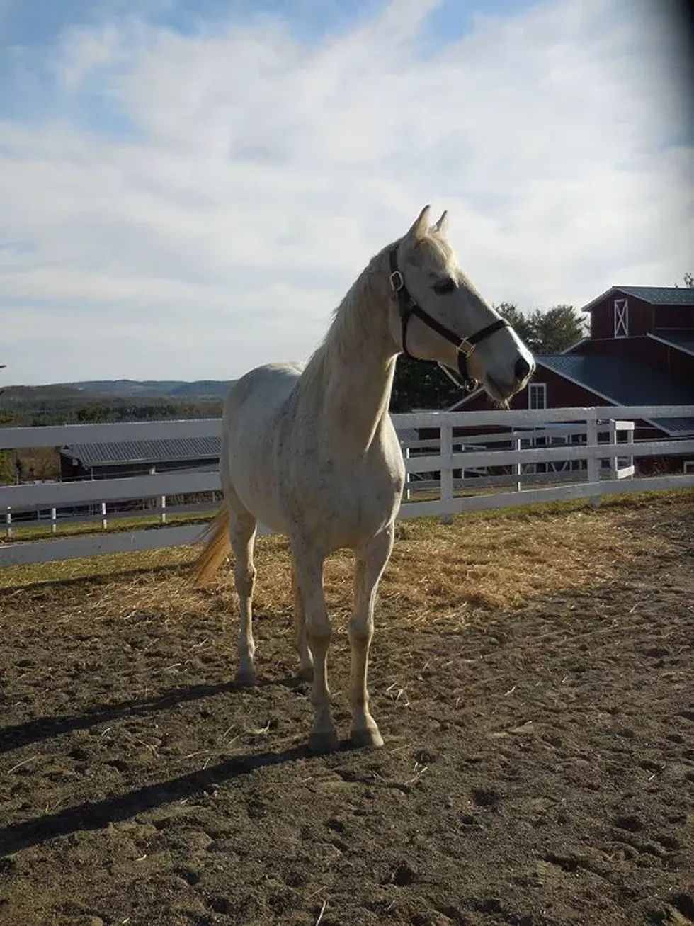 one of our wonderful horses