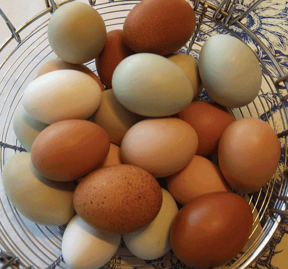 2b5f822f_eggs_2.5wide.gif