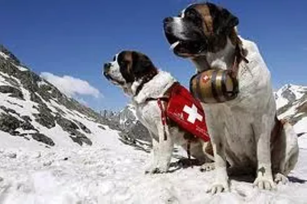 2b9198e6_rescue_dog.webp