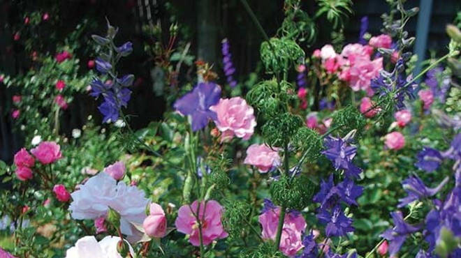 Roses supporting purple delphiniums.