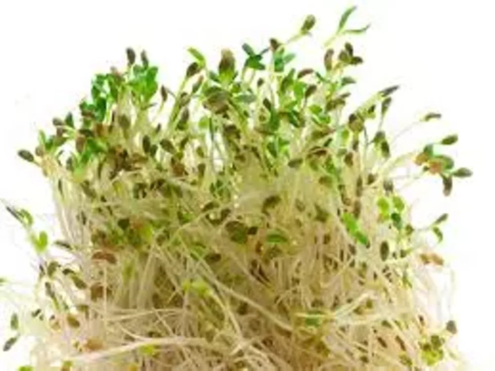 09a55824_sprouts.webp
