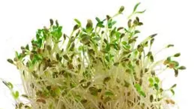 Image: Sprout Lady Rita