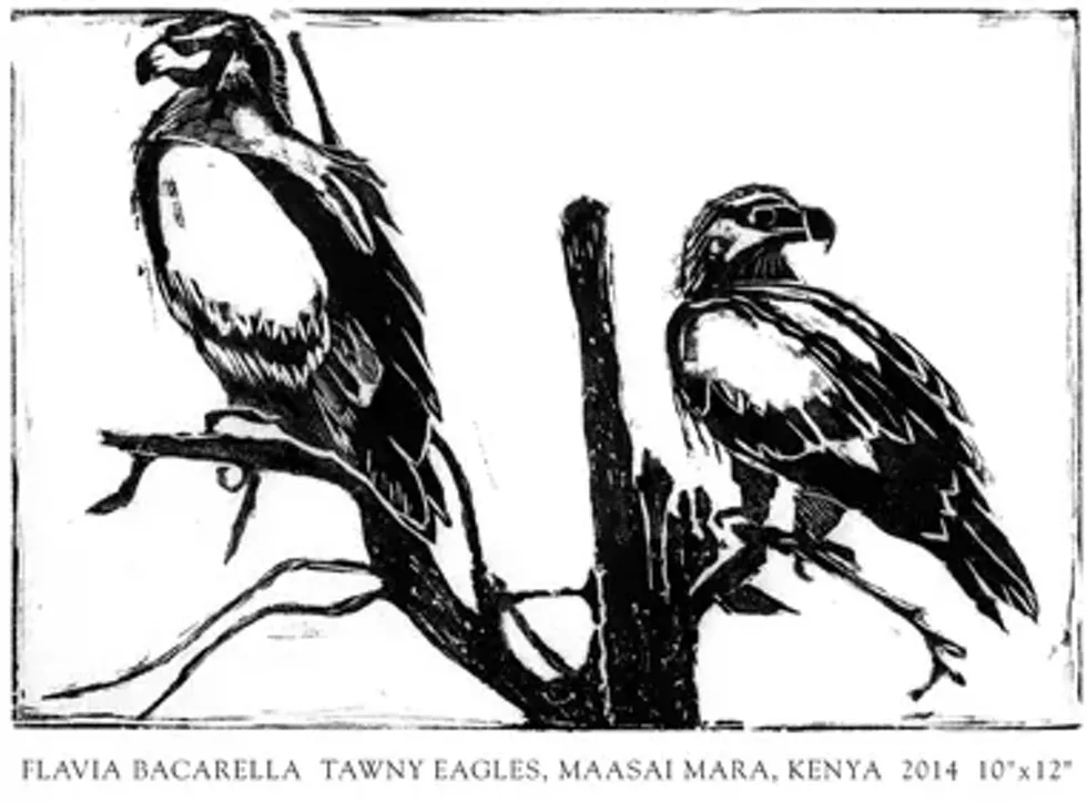 Tawny Eagles, Maasai Mara, Kenya