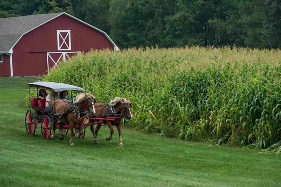 da02646f_harvestfest_alpaca2014-8101-1.webp
