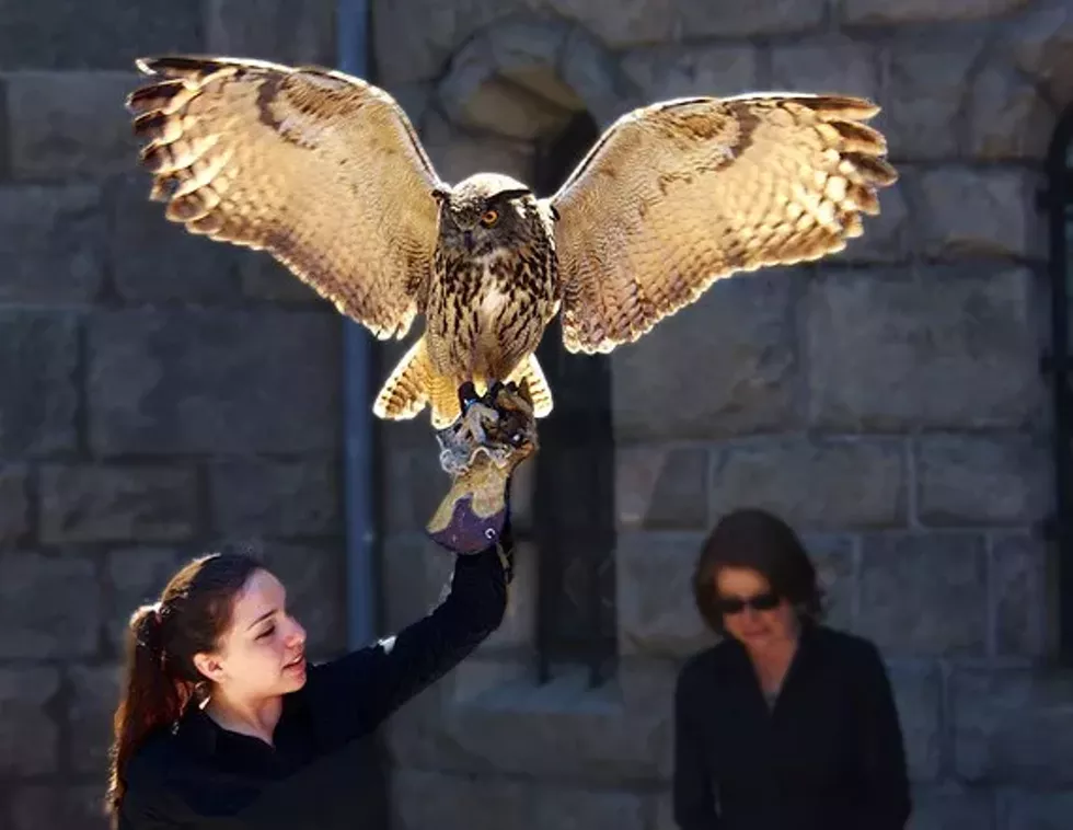 fd8f53f0_talons.webp