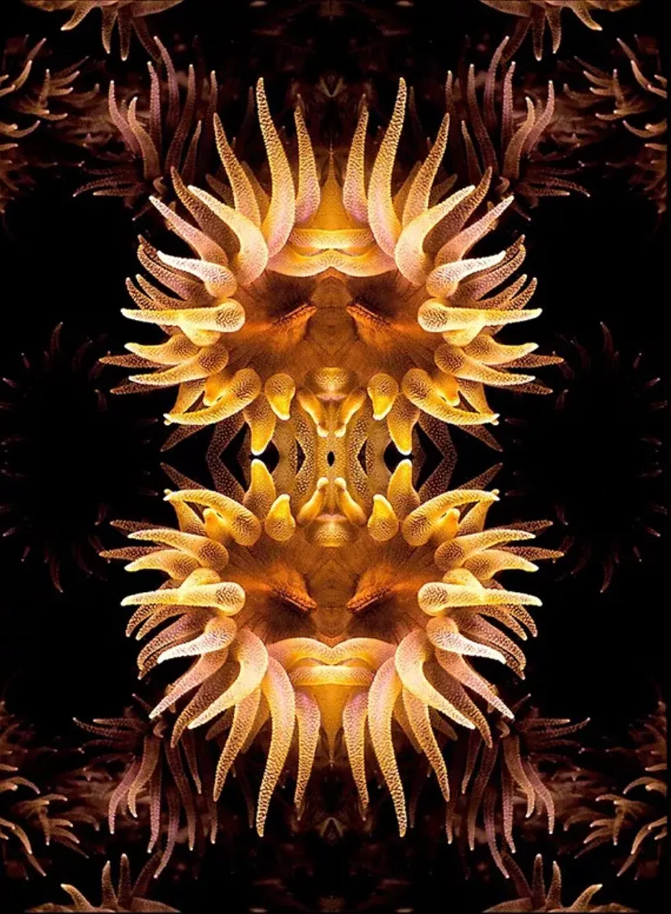 8bc04a3d_tubastrea_species.composite.webp