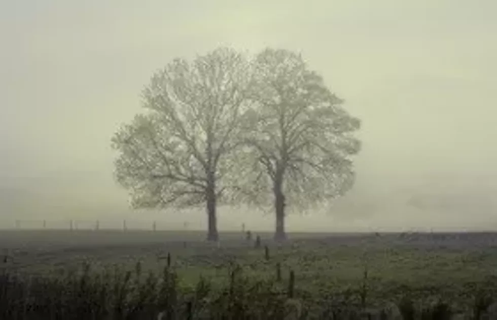 c7263568_two-trees-love-280x180.webp