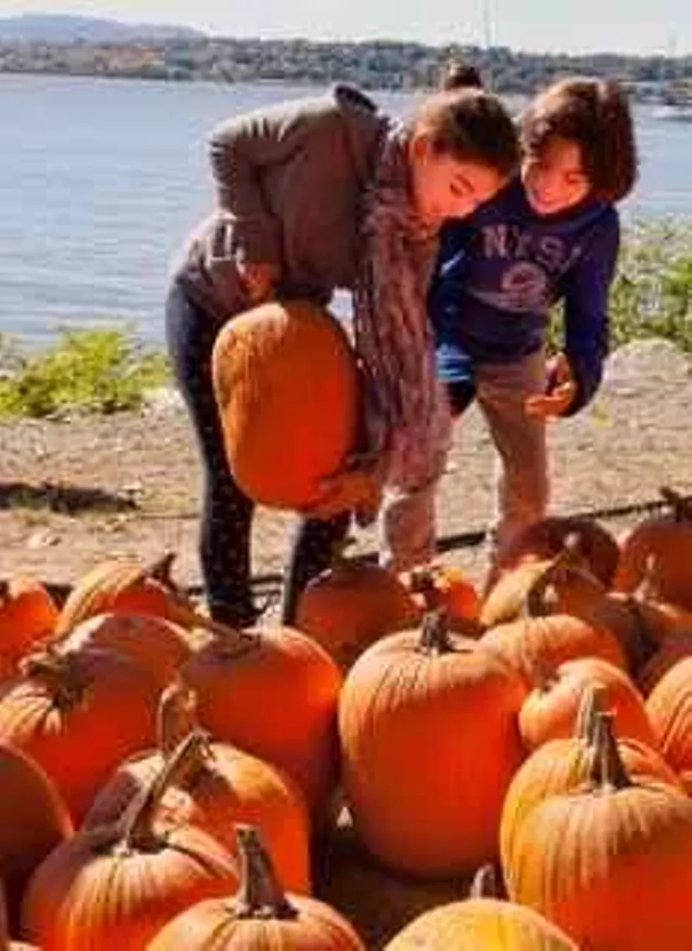6d22380c_pumpkin_sm.webp