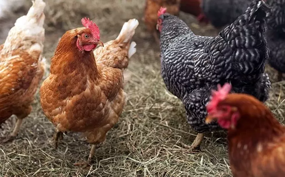 3bb56f73_chickens.webp