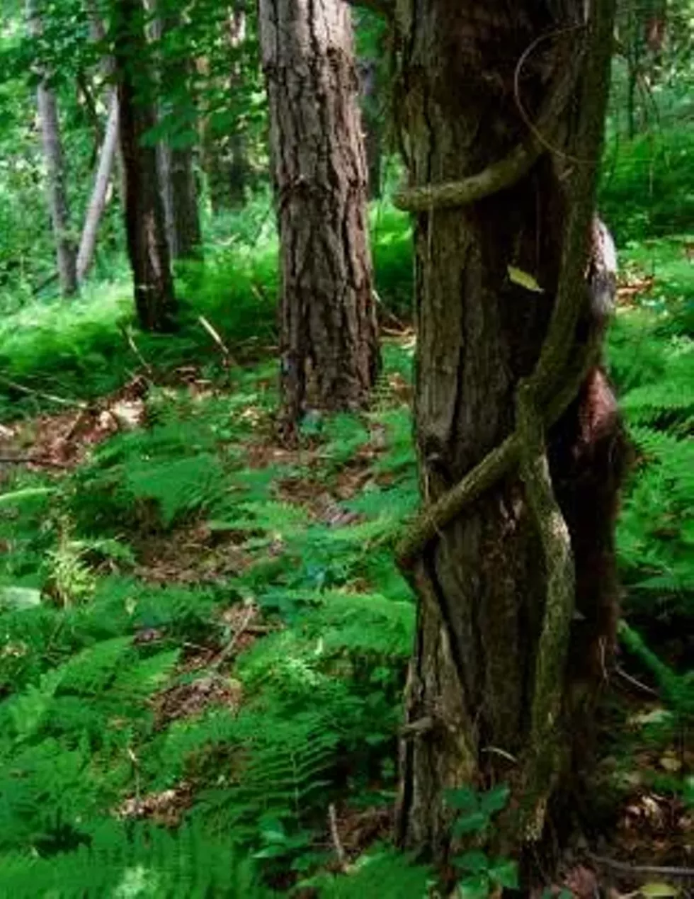 c080af83_trees.webp