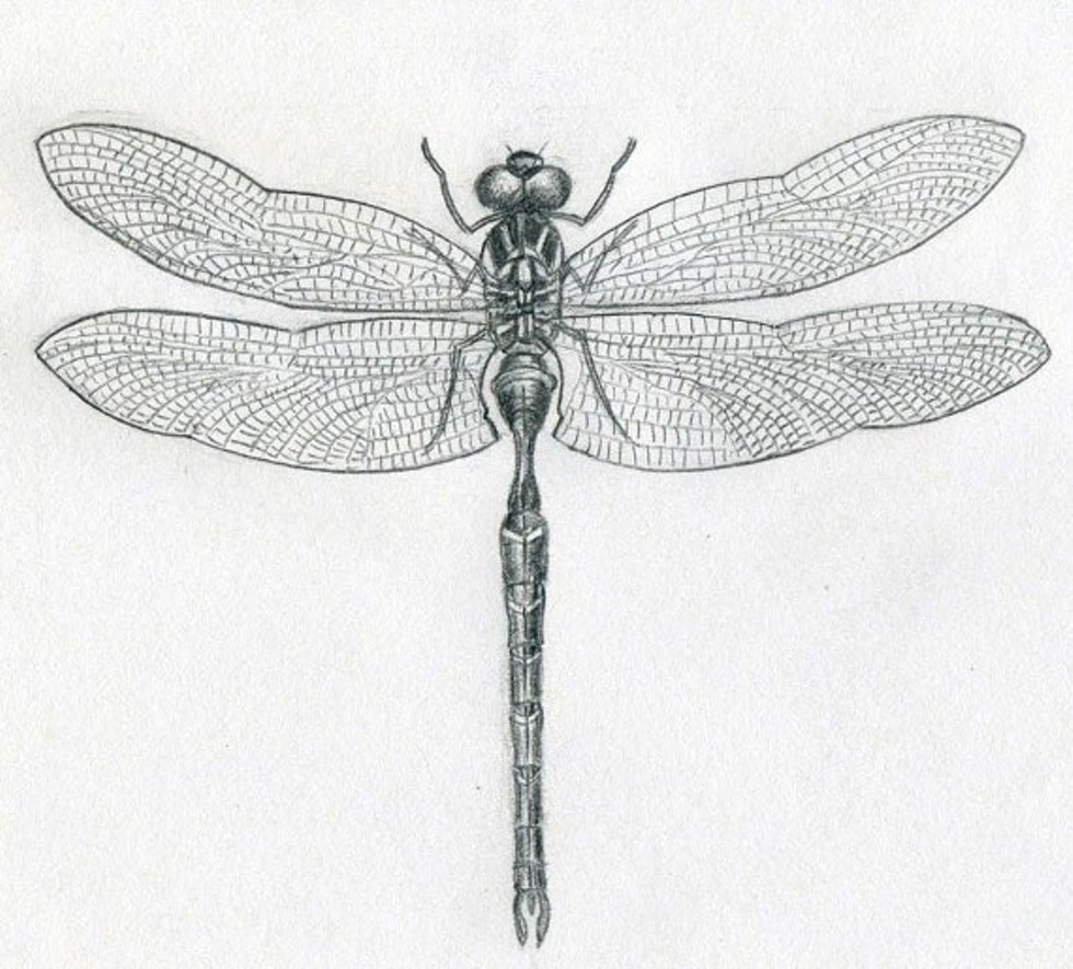 bd30316a_dragonfly-drawings11.jpg