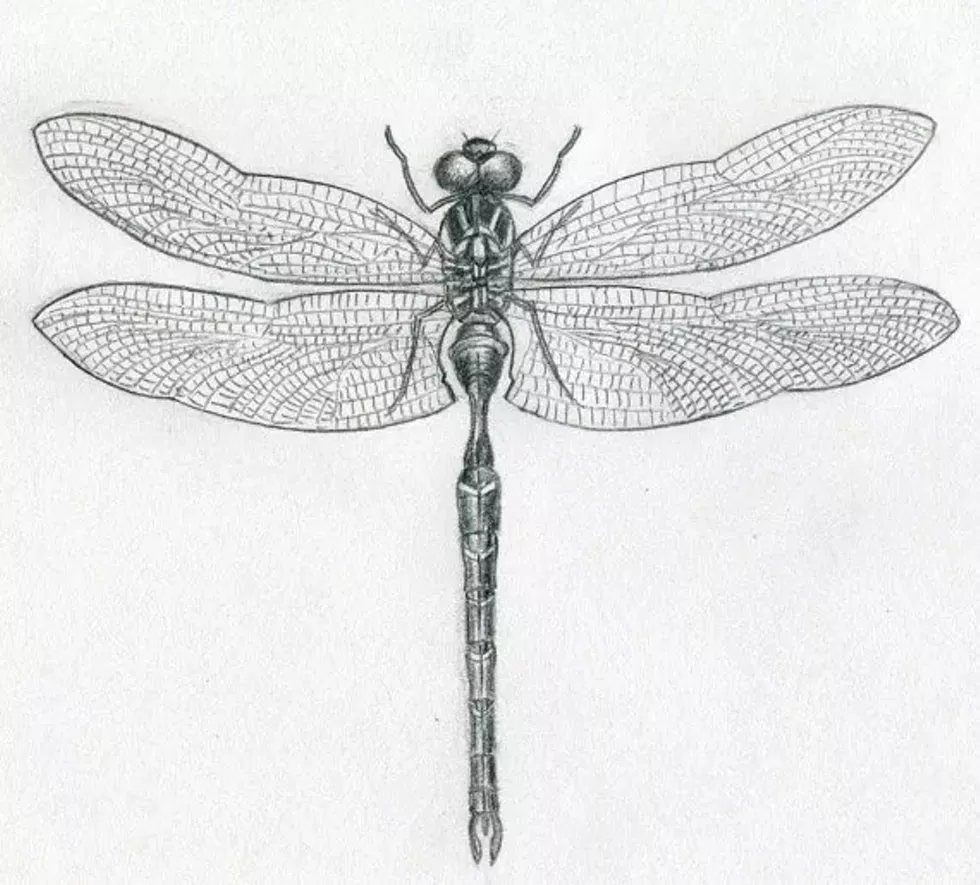 bd30316a_dragonfly-drawings11.webp