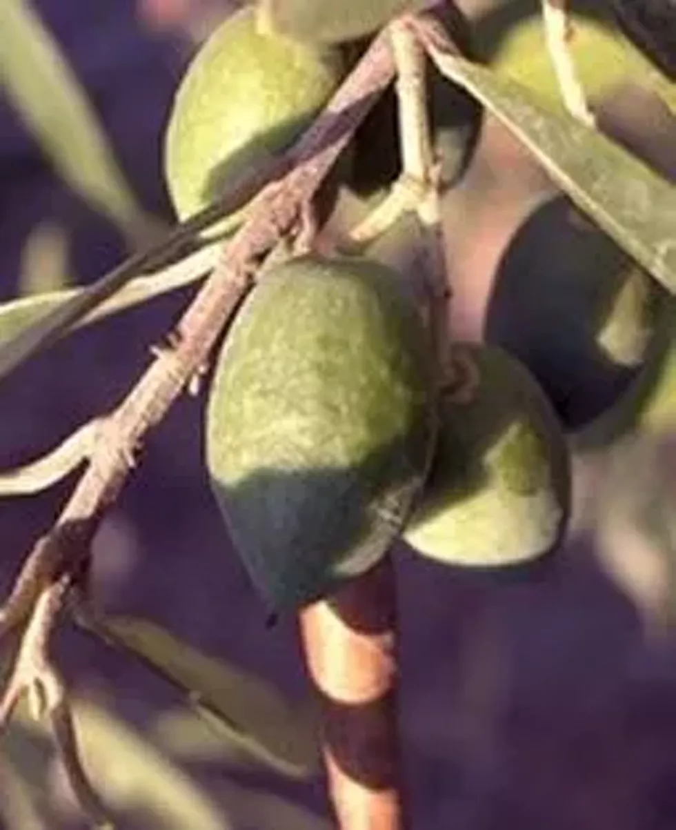 df4be1f8_manaki_olive_3.webp