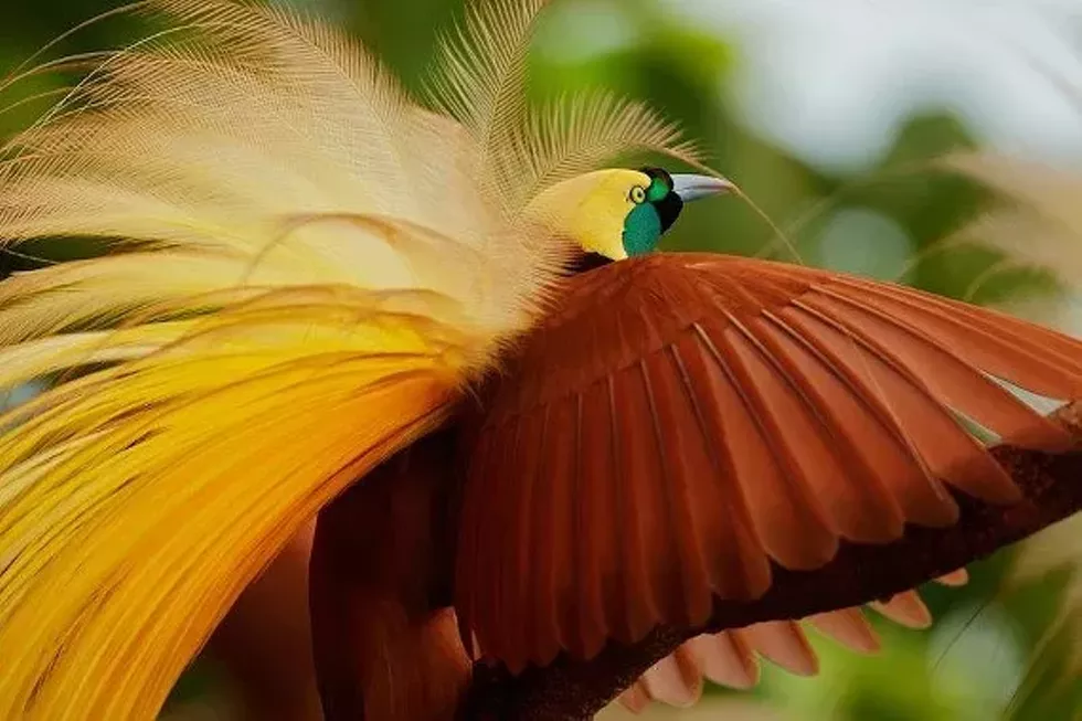 6aa464f9_bird_of_paradise.webp