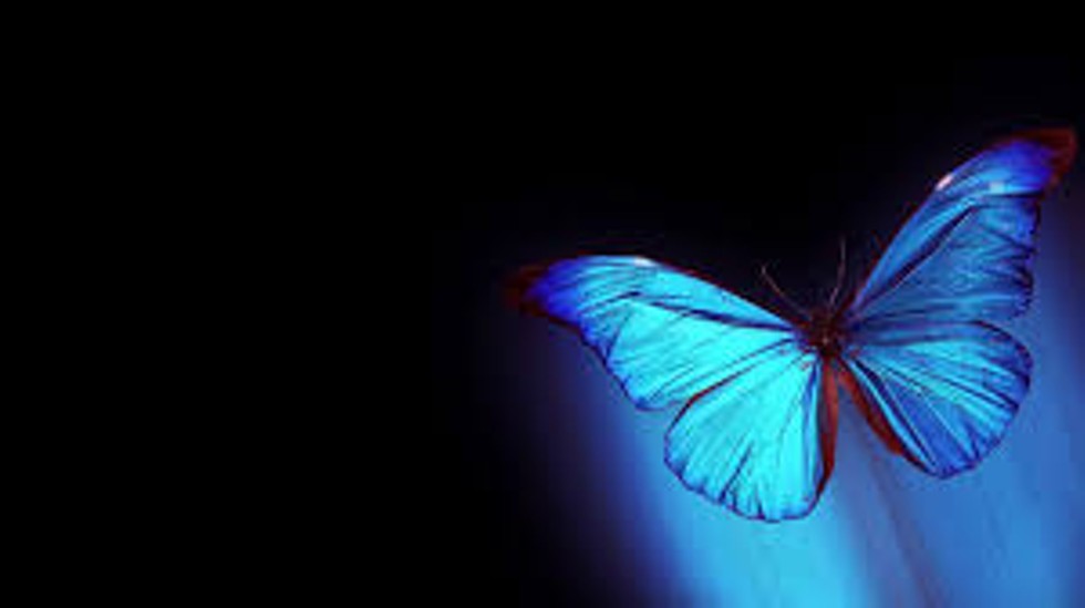 0798d303_blue_red_butterfly.jpg