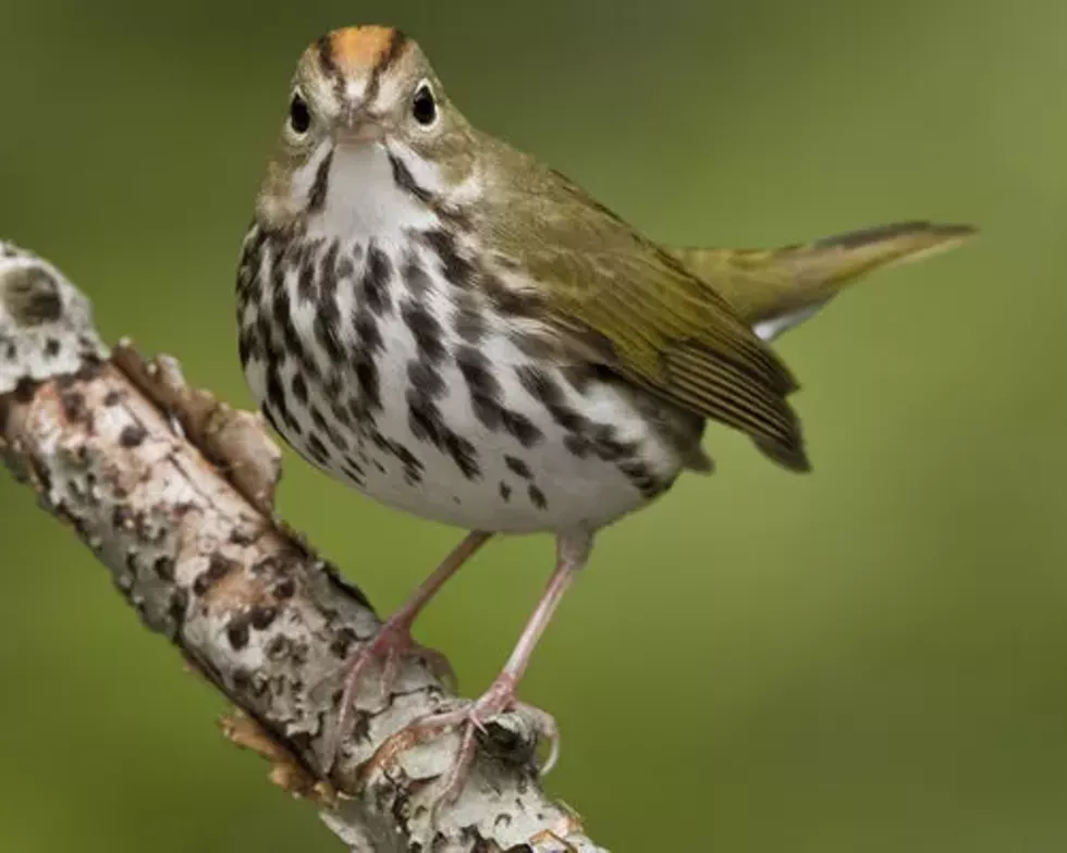 57e18d99_ovenbird_20b57-5-186_l_1.webp