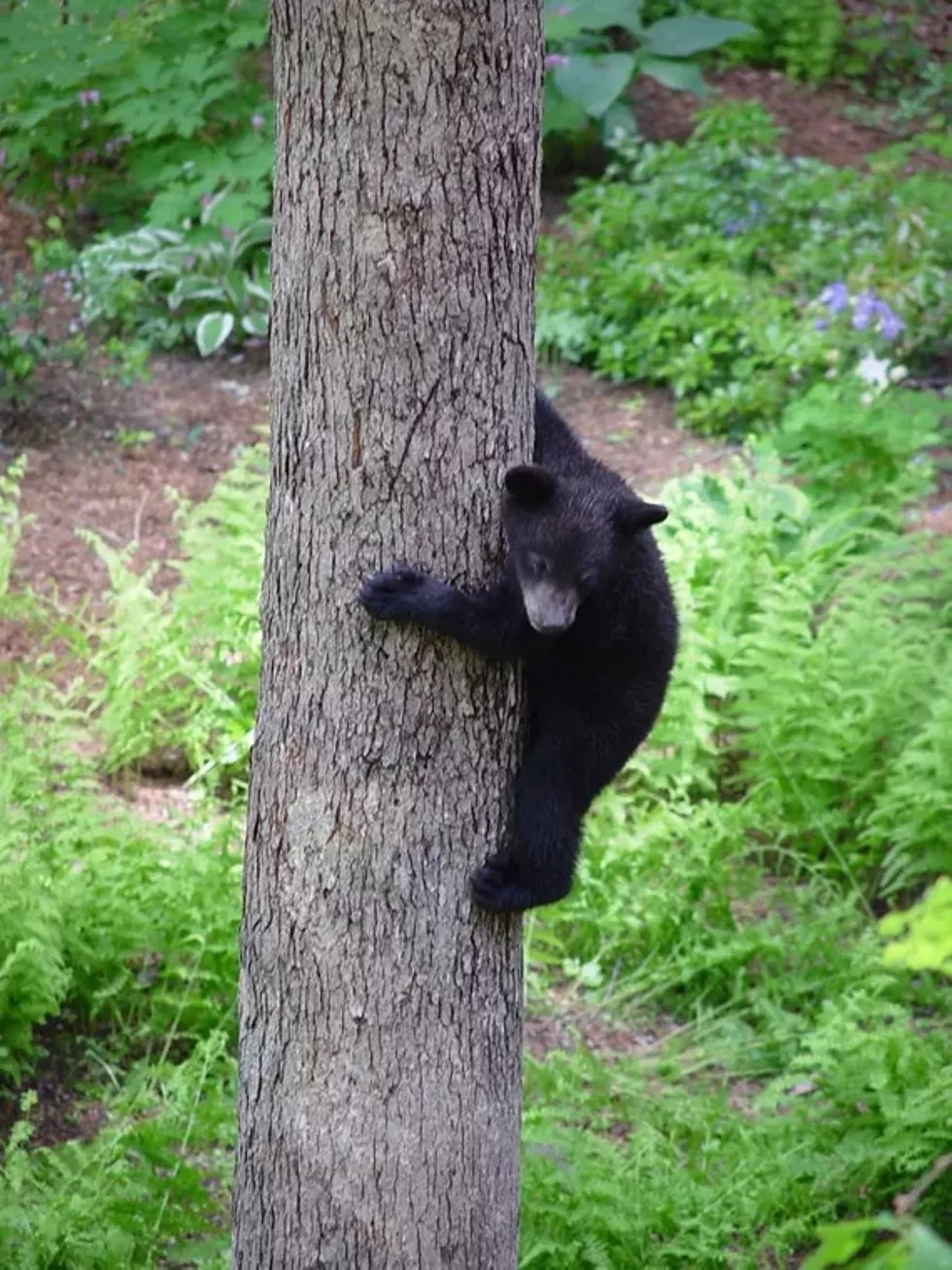 8c9d27da_bear_in_tree.webp