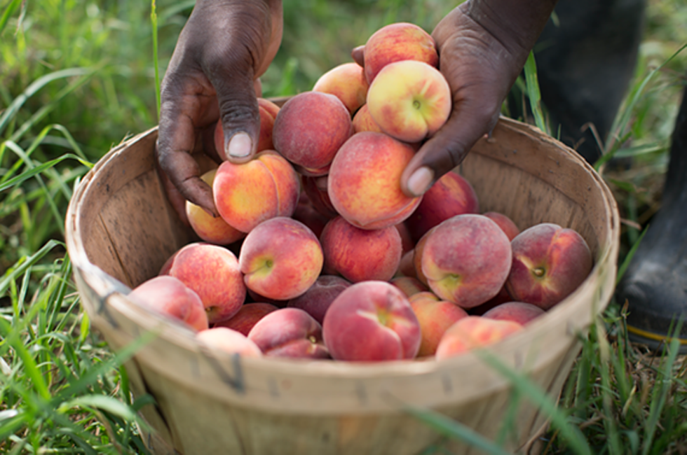 25acee73_peach_hands.png
