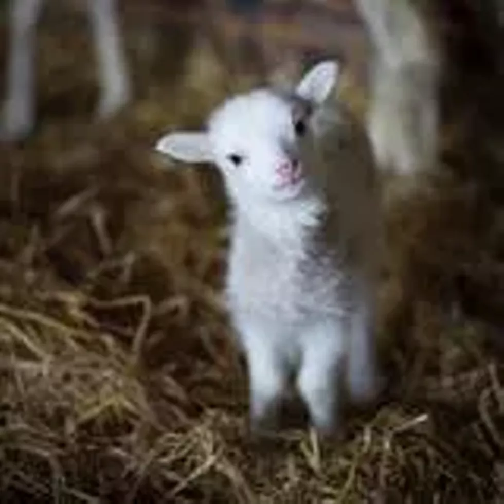 dba72b06_lamb.webp