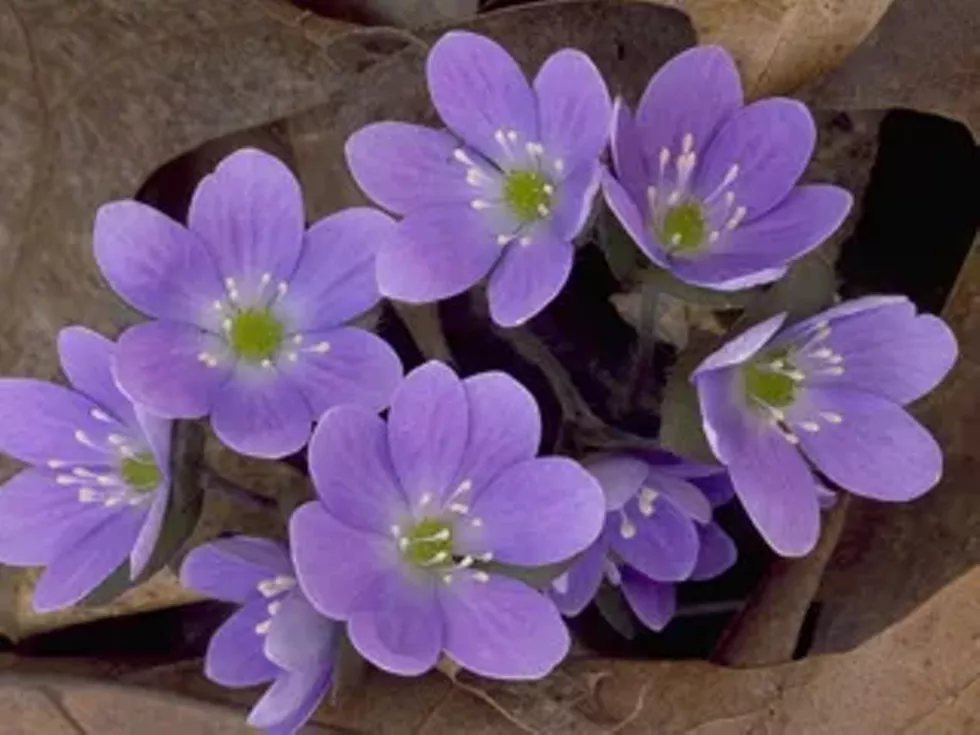 7b6d6cf4_hepatica.webp