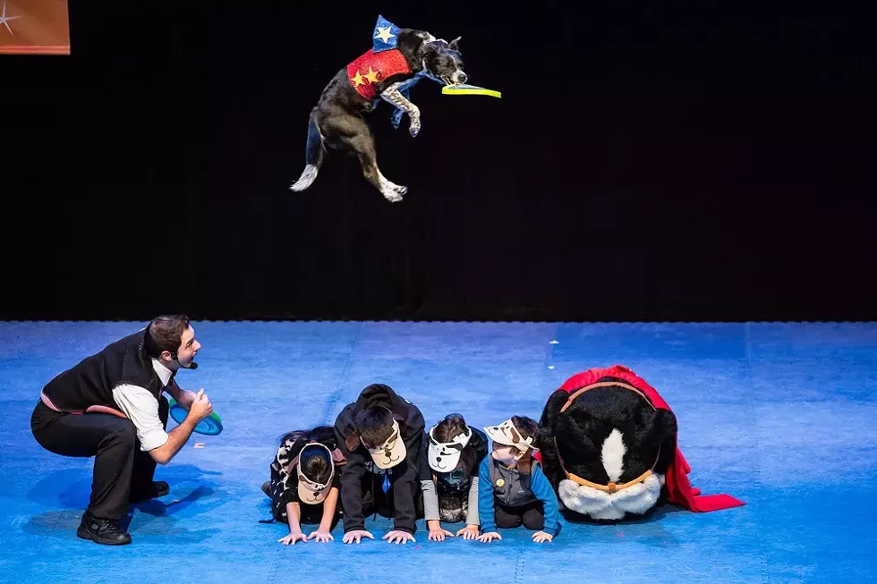 2c430fde_stunt_dog_experience_3.webp