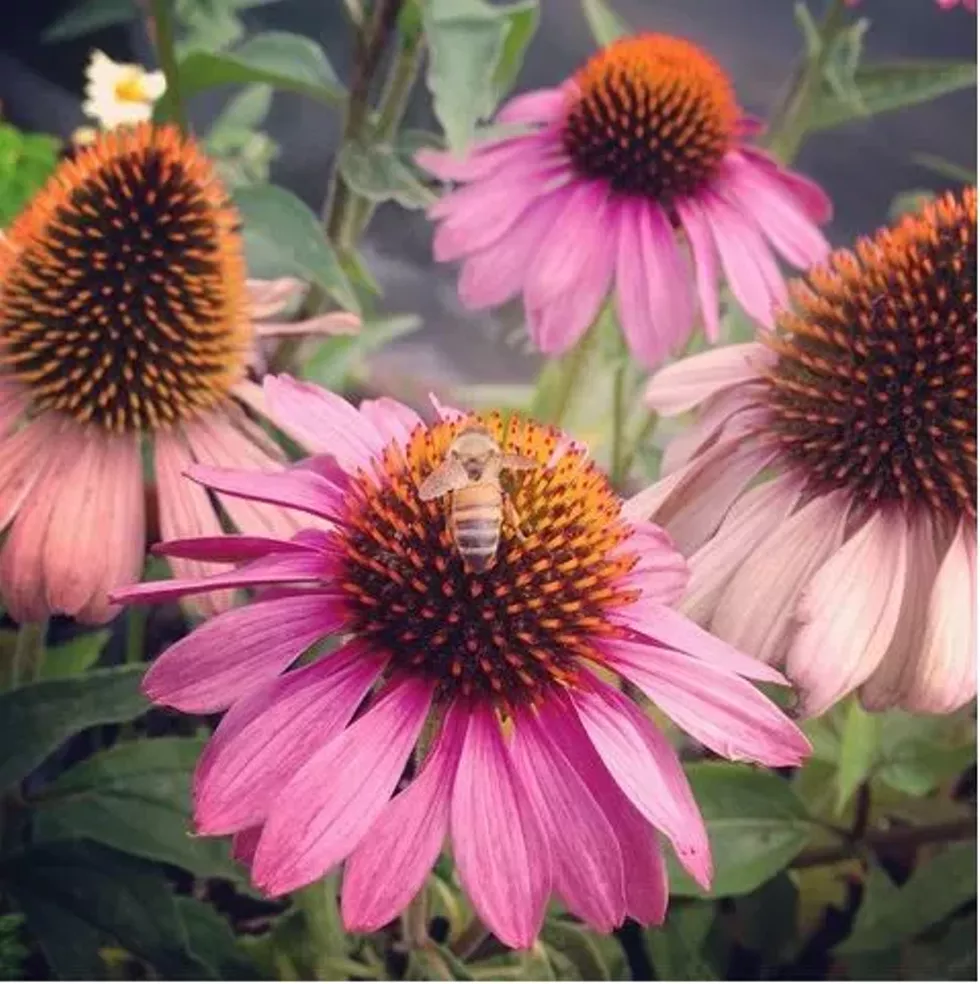 5236d703_honey_bee.webp