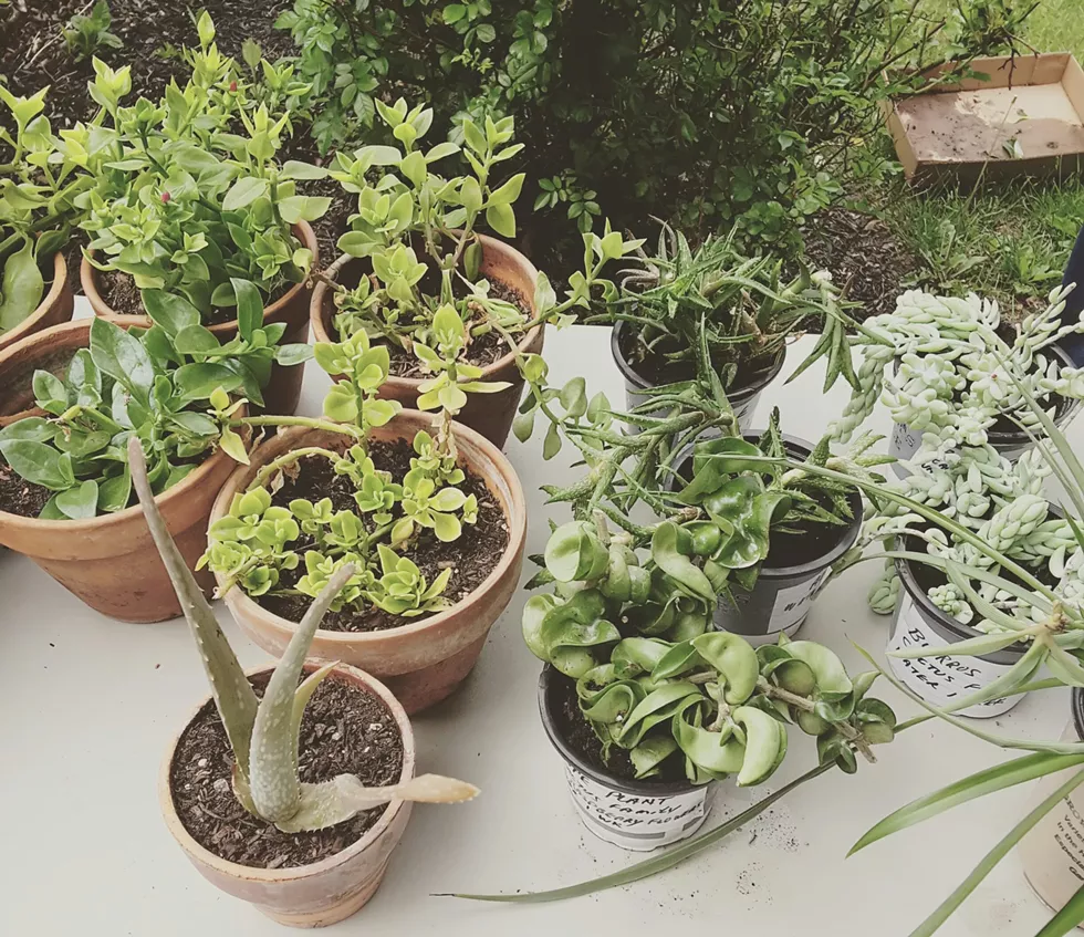 a62b5c20_plant_swap2017.webp