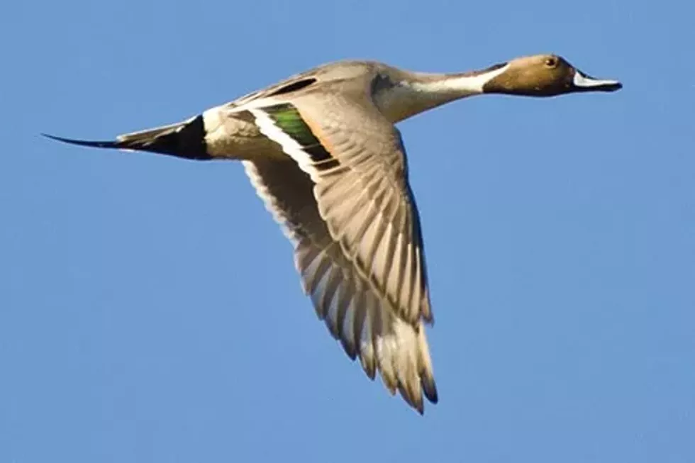 pintail-duck-in-flight-2.webp