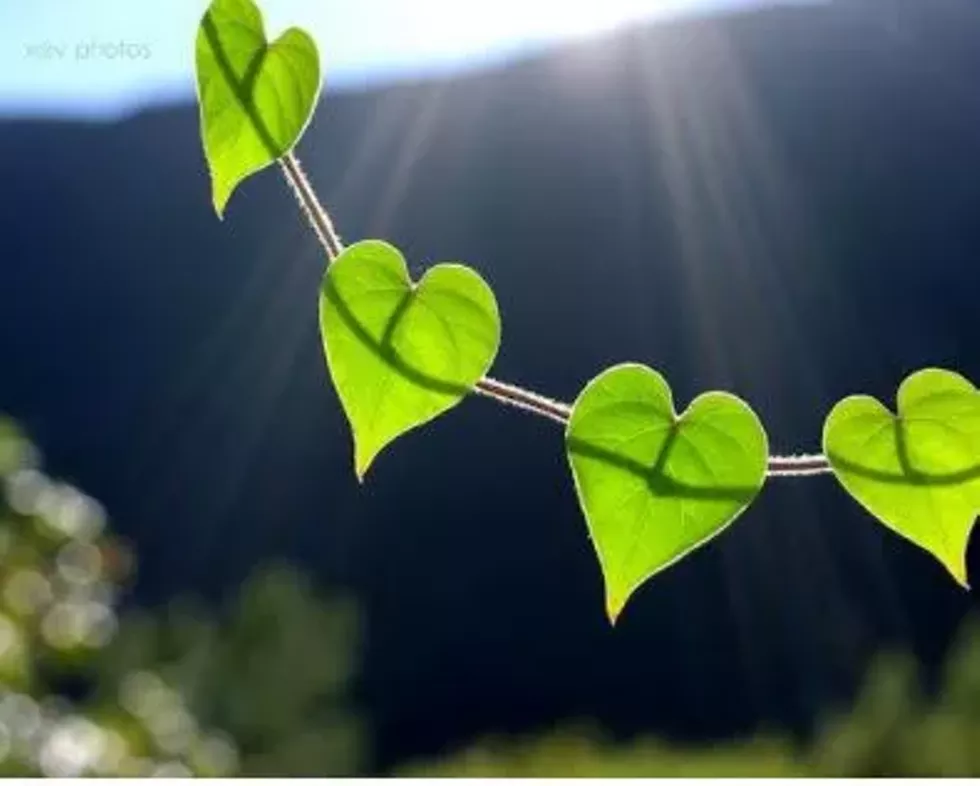 family_yoga_and_nature_crafting.webp
