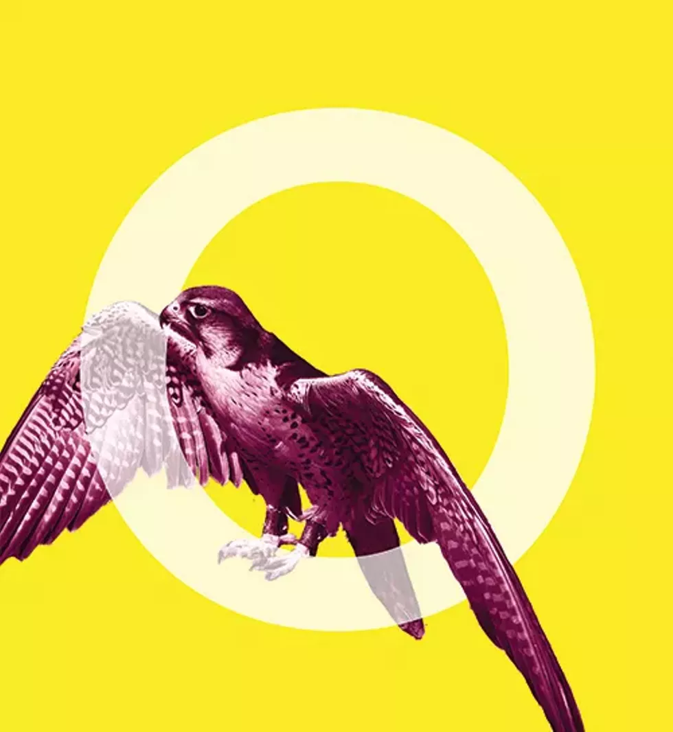 falcon.webp