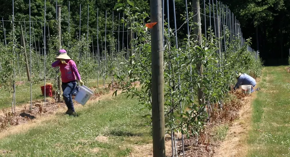 two_migrant_workers_orchard_img_2252.webp