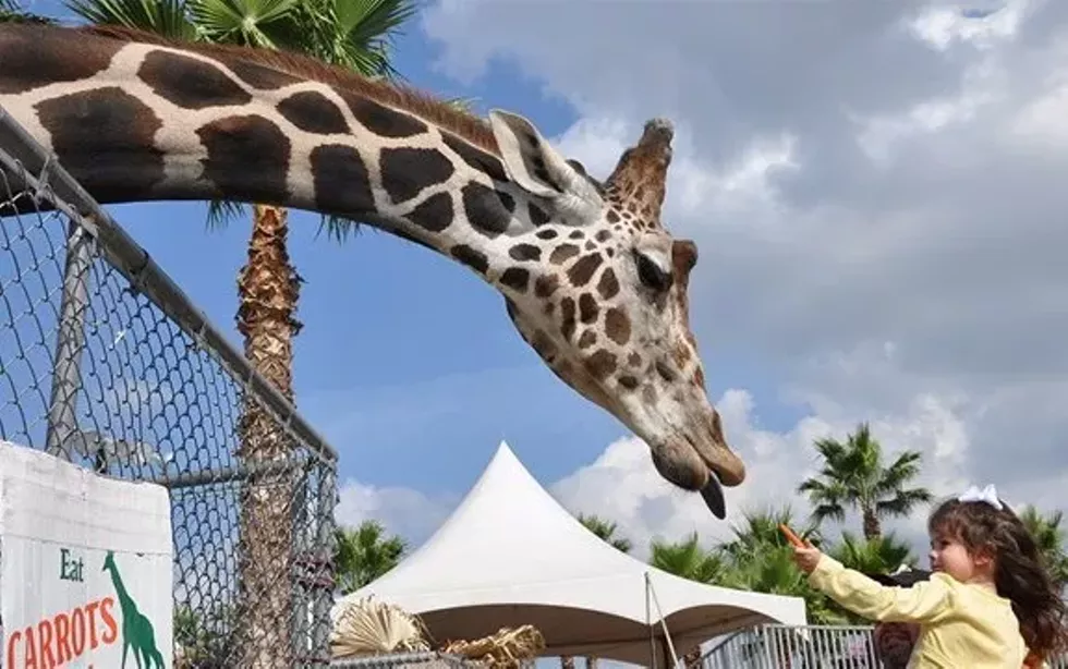 dreamland_-_altamont_petting_zoo_crop.webp