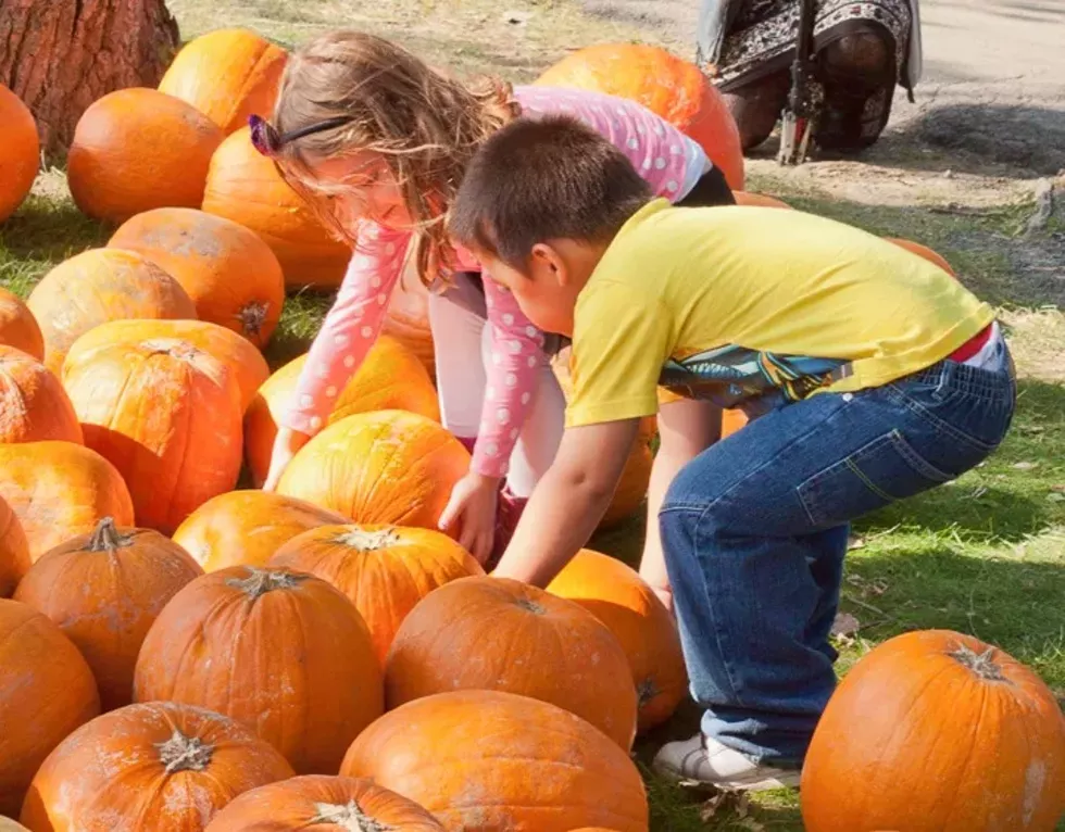 pumpkin-1.webp