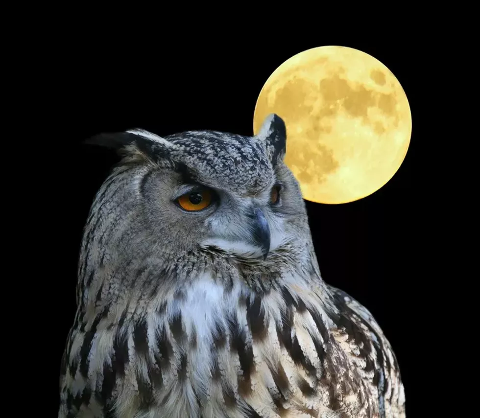 owl.webp