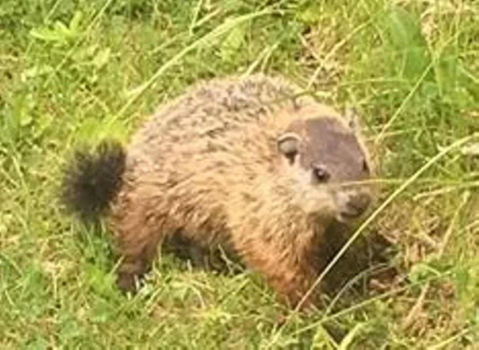 groundhog_cropped.webp