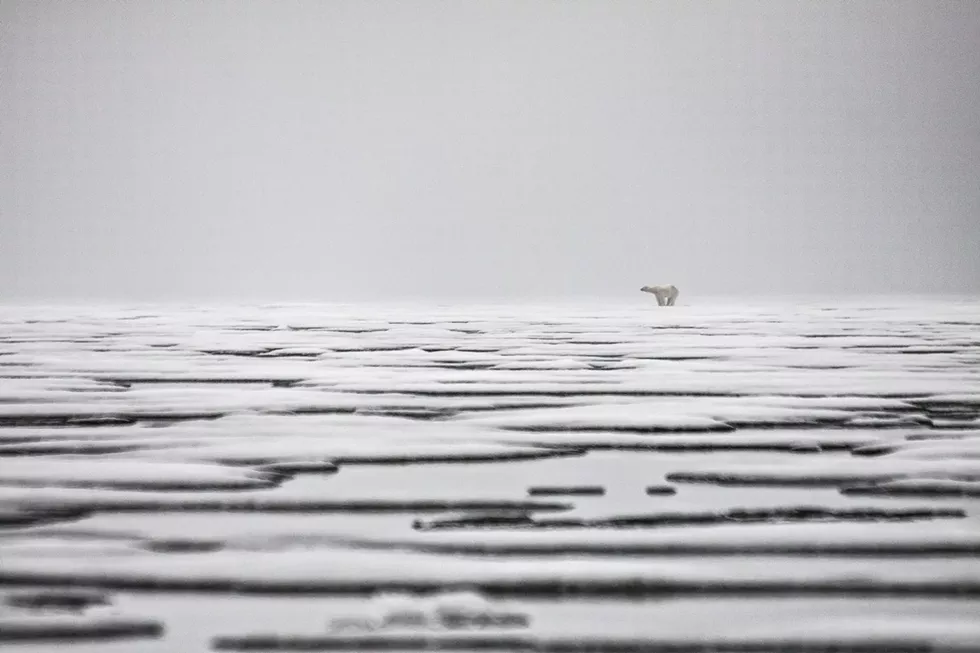 polar_bear.webp