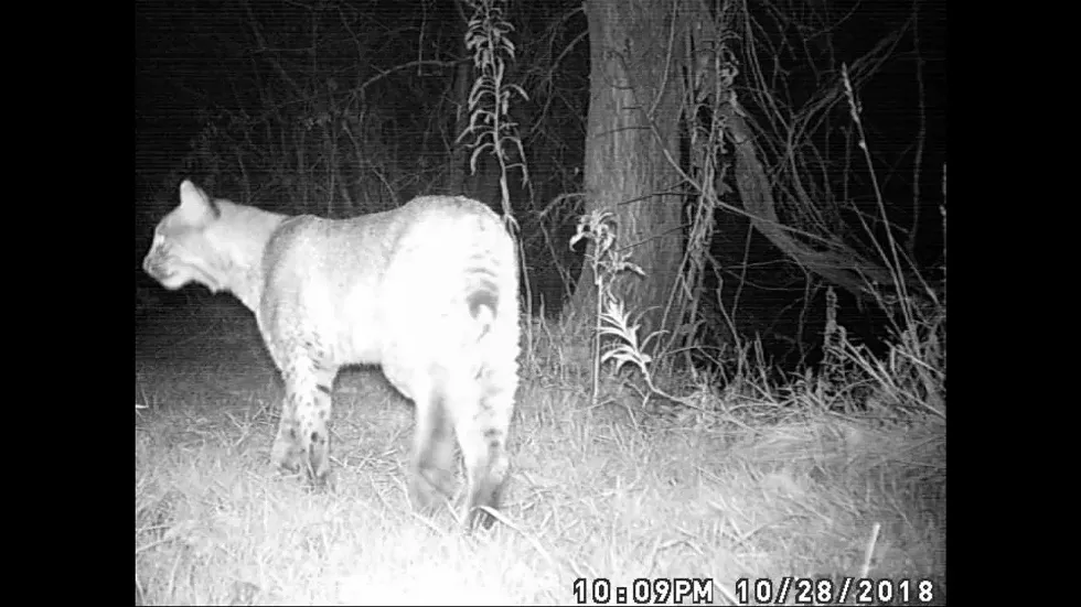 bobcat.webp