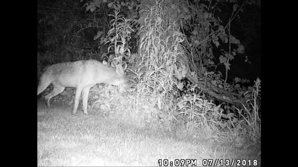 coyote.webp