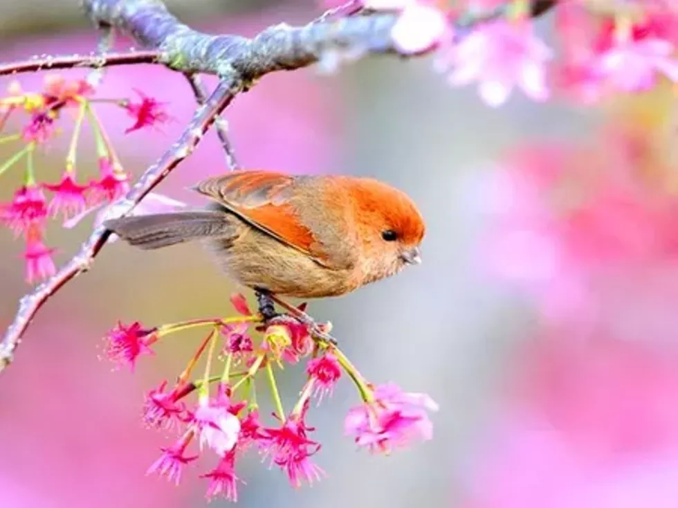 bird-2.webp
