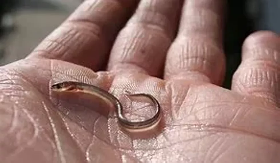 glass eel