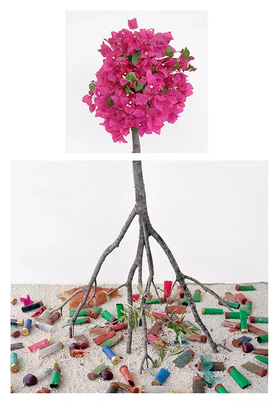 David Halliday, Bougainvillea & Shotgun Shells, 2017, archival pigment print, 34 x 23.5 inches
