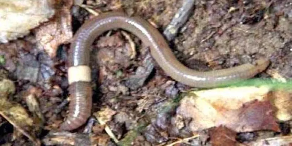 Invasive Asian Jumping Worm