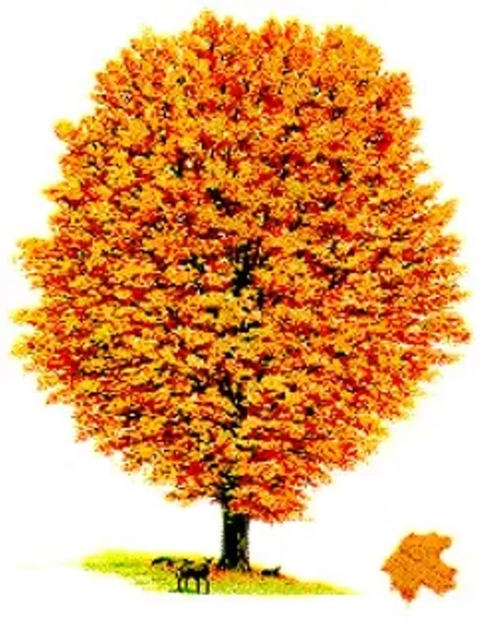 Sugar Maple