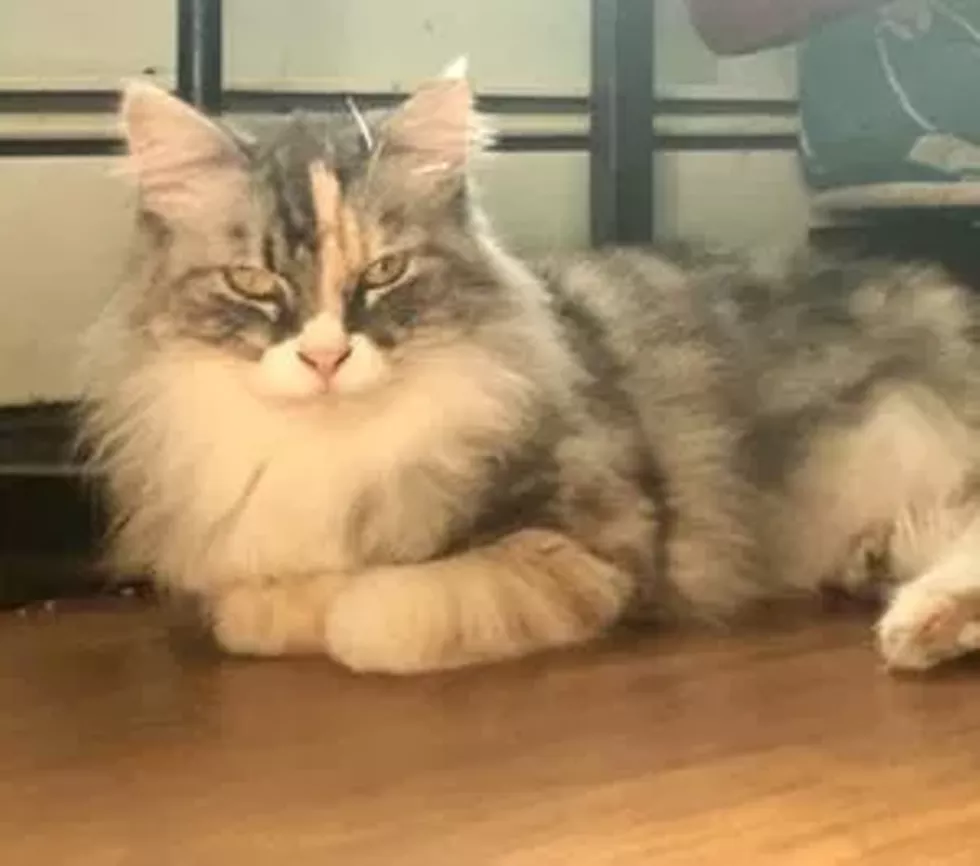 cat3.webp
